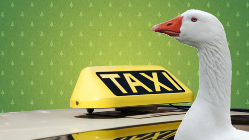 Gänse-Taxi